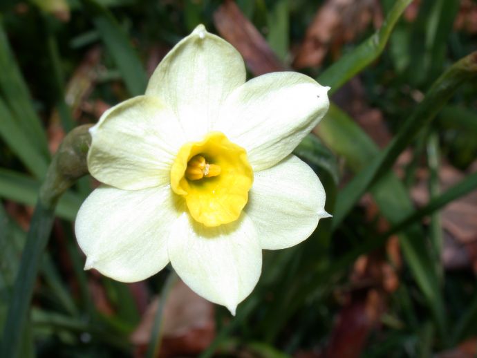 Amaryllidaceae Narcissus 