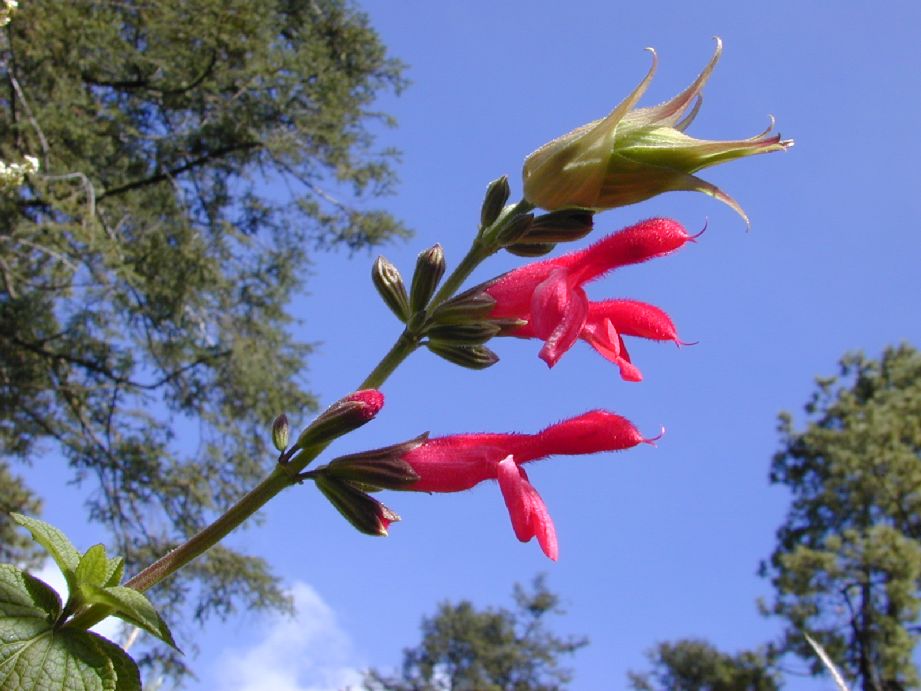 Lamiaceae Salvia 