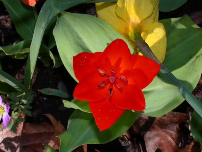 Liliaceae Tulipa 