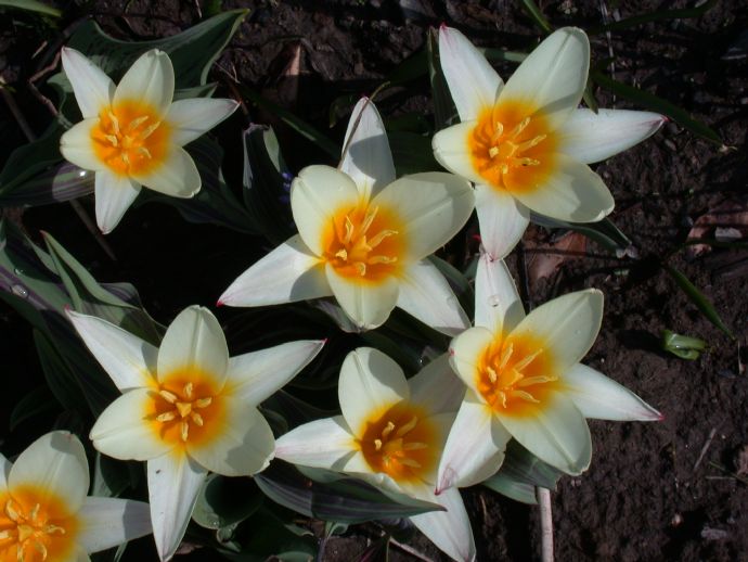 Liliaceae Tulipa 