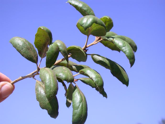 Fagaceae Quercus agrifolia