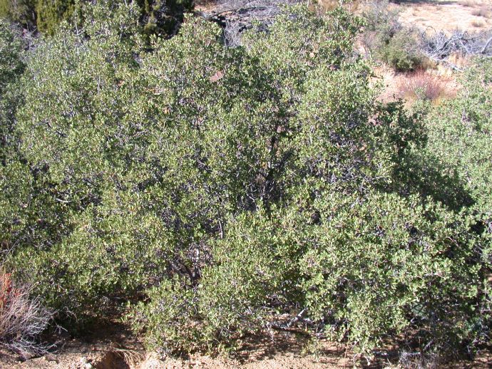 Fagaceae Quercus cornelius-mulleri