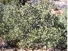 image of Quercus cornelius-mulleri