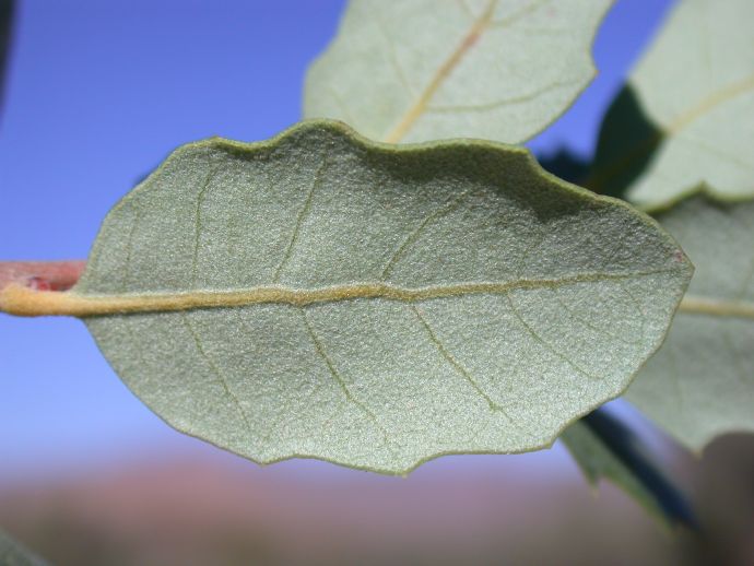 Fagaceae Quercus cornelius-mulleri