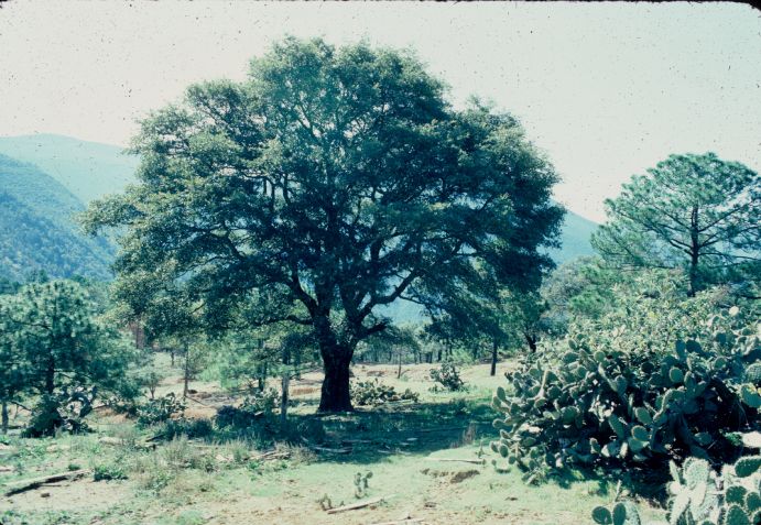 Fagaceae Quercus mexicana
