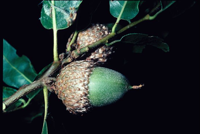 Fagaceae Quercus parvula
