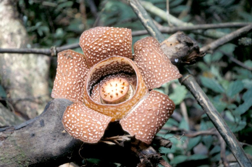 Rafflesiaceae Rafflesia manillana