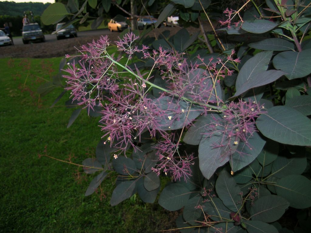 Anacardiaceae Cotinus coggygria