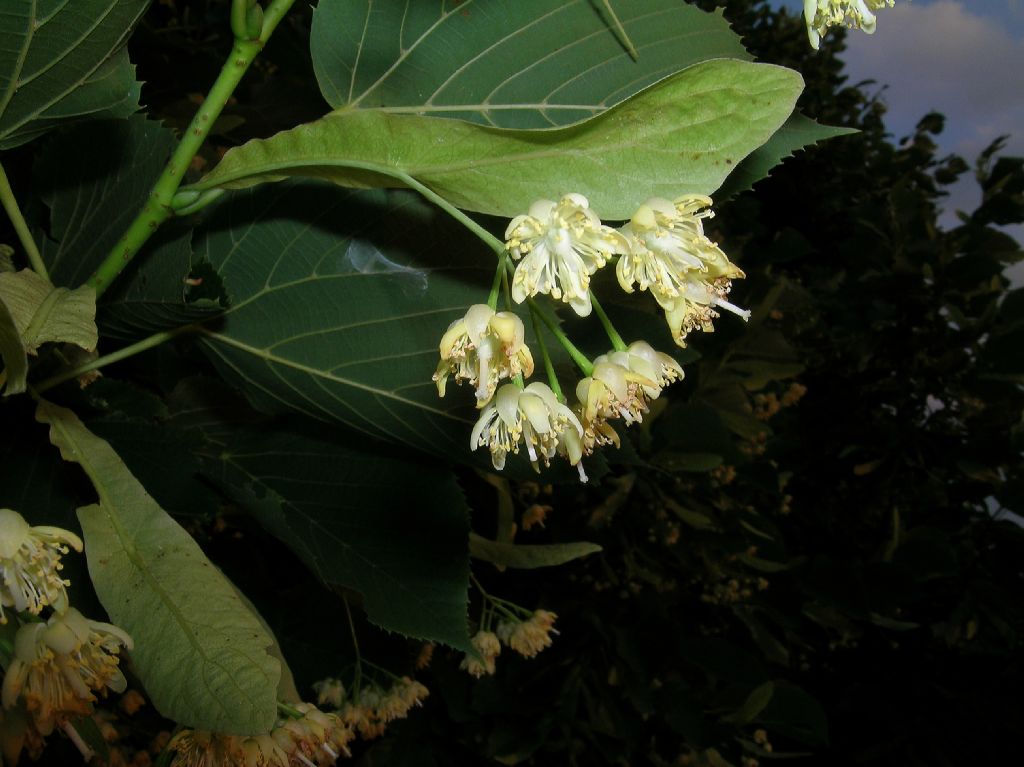 Tiliaceae Tilia 