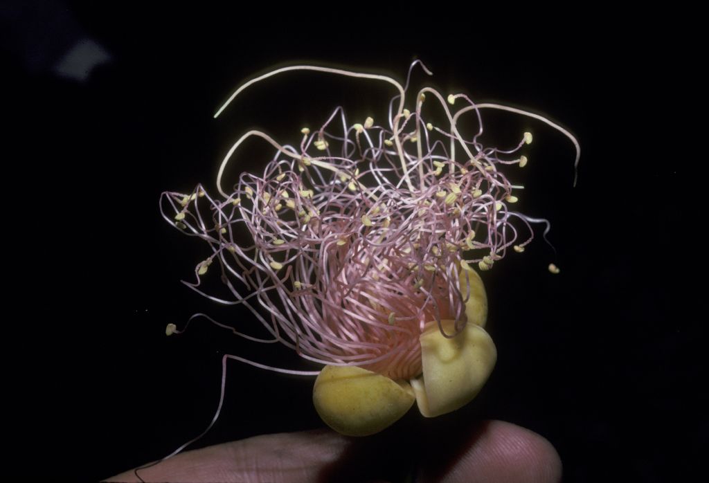 Caryocaraceae Caryocar 