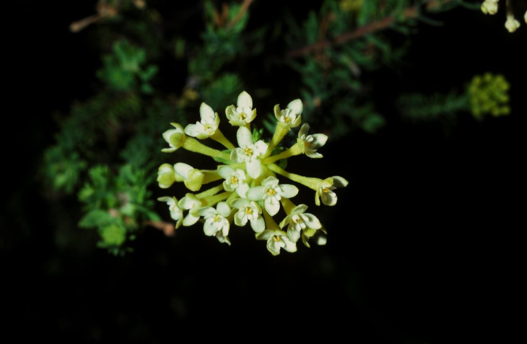 Thymelaeaceae Dais cotinifolia