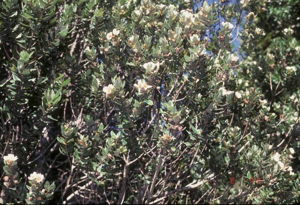 Cunoniaceae Eucryphia cordifolia