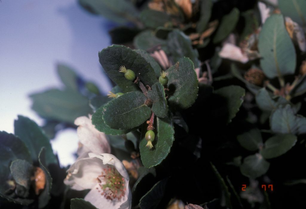 Cunoniaceae Eucryphia cordifolia