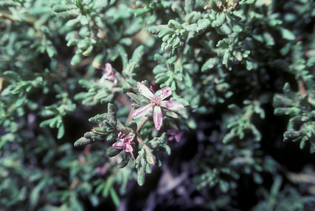 Frankeniaceae Frankenia grandifolia