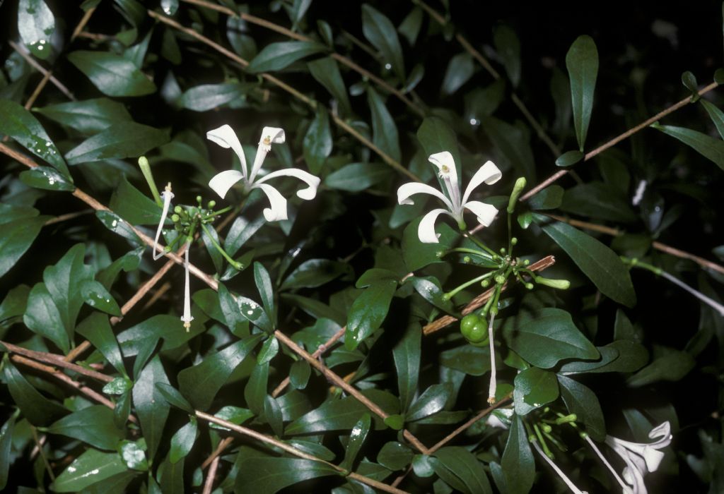 Meliaceae Turraea 