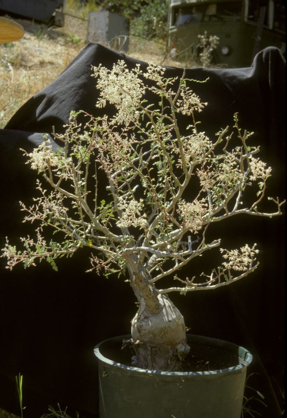 Anacardiaceae Pachycormus discolor