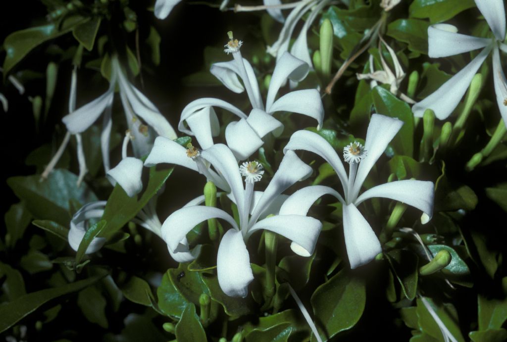 Meliaceae Turraea 