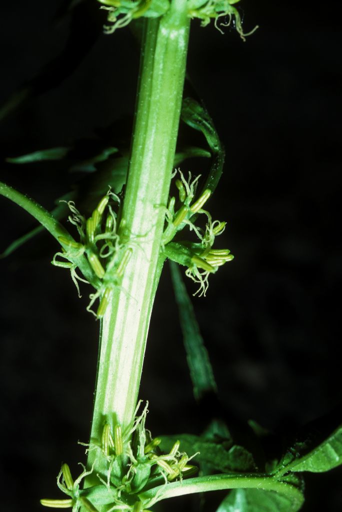 Datiscaceae Datisca glomerata