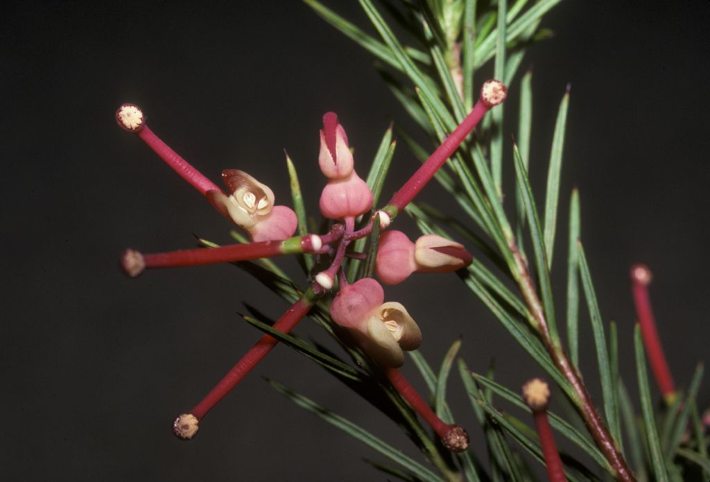 Proteaceae Grevillea rosmarinifolia