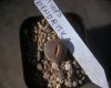 image of Lithops dendritica