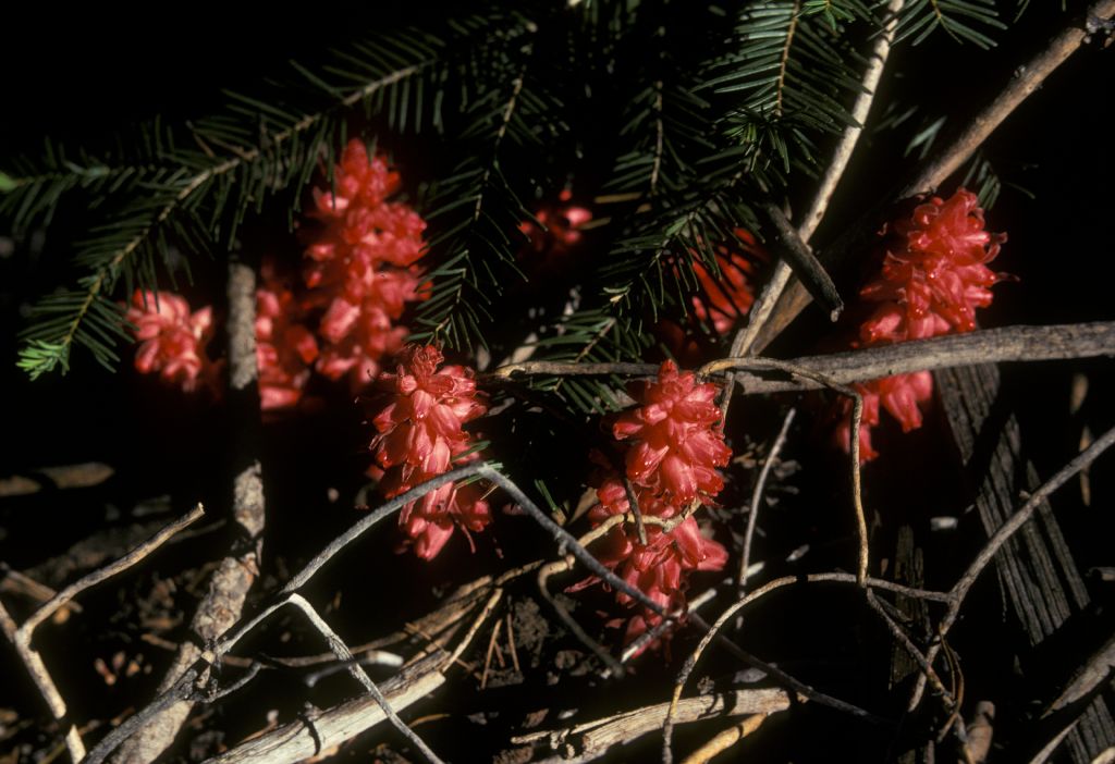 Ericaceae Sarcodes sanguinea