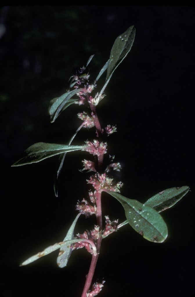 Amaranthaceae Amaranthus 