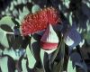 image of Eucalyptus 