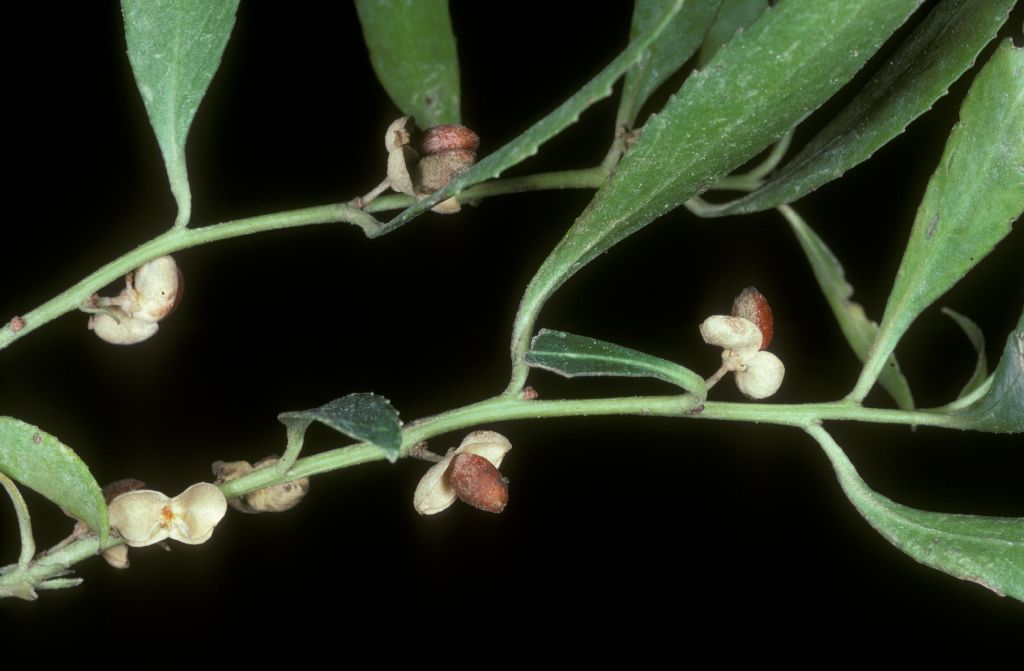 Celastraceae Maytenus boaria