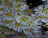 image of Chrysanthemum 