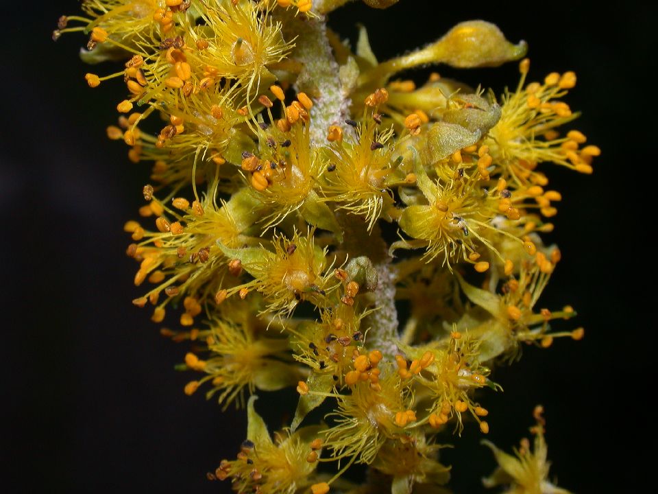 Passifloraceae Abatia parviflora