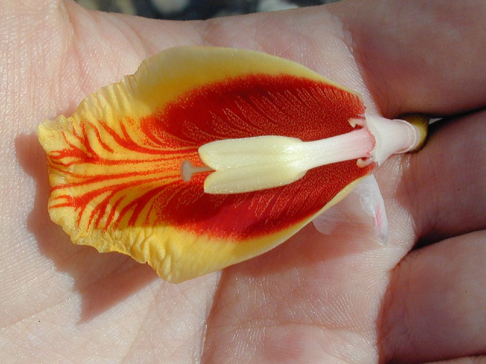 Zingiberaceae Alpinia nutans