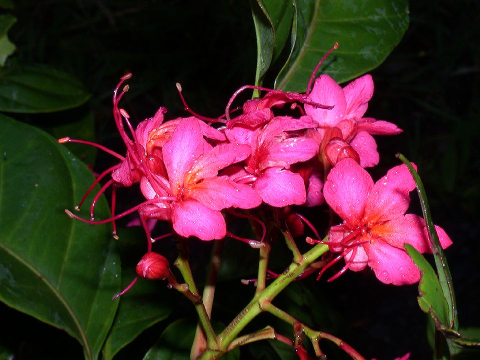 Hippocastanaceae Billia hippocastanum