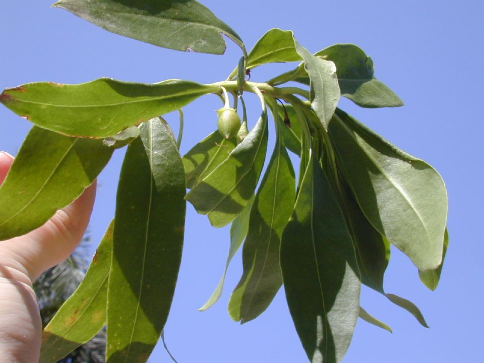 Scrophulariaceae Bontia 