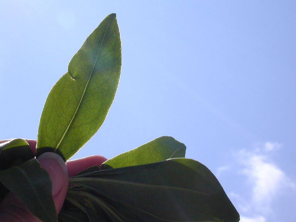 Scrophulariaceae Bontia 