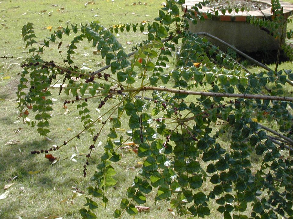 Anacardiaceae Comocladia 