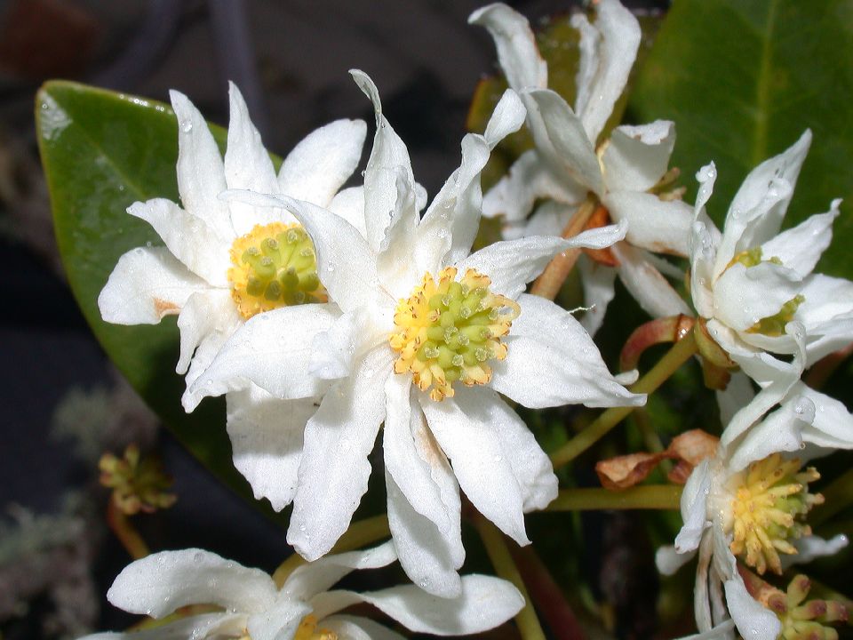 Winteraceae Drimys granadensis