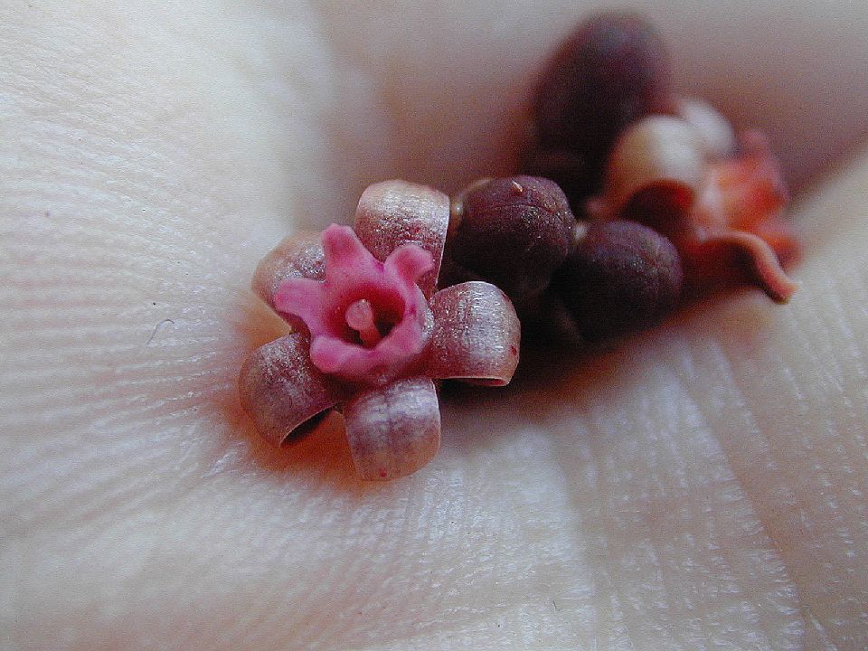 Vitaceae Leea 
