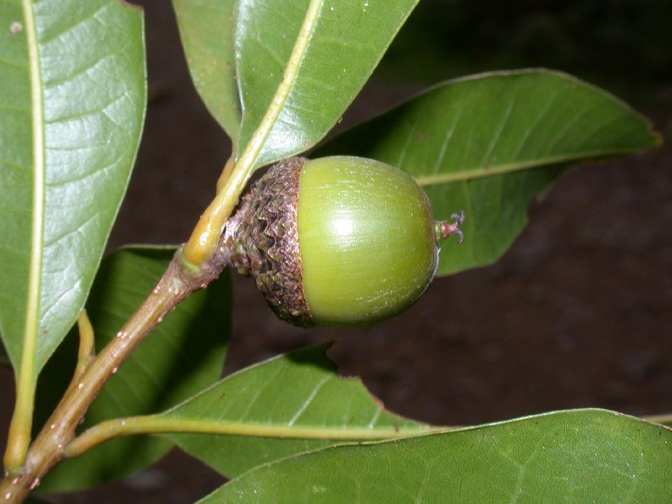 Fagaceae Quercus eugeniifolia
