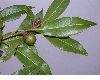 image of Quercus eugeniifolia