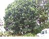 image of Quercus eugeniifolia