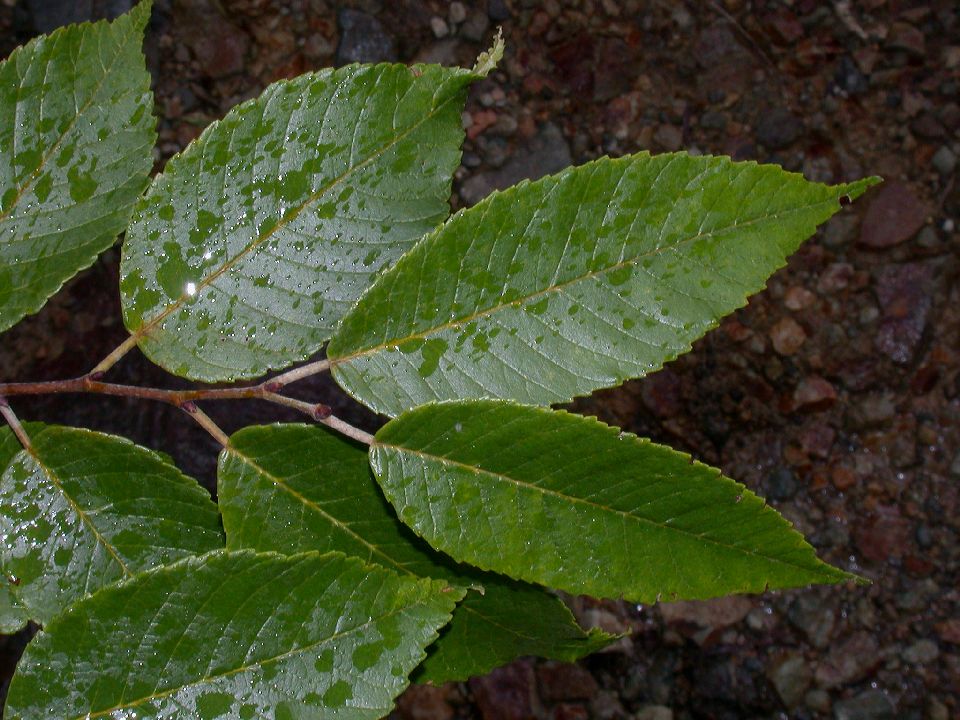 Ulmaceae Ulmus mexicana
