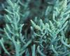 image of Salicornia 