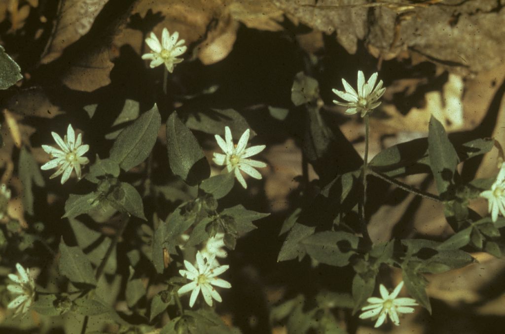 Caryophyllaceae Stellaria 