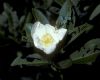 image of Gordonia lasianthus