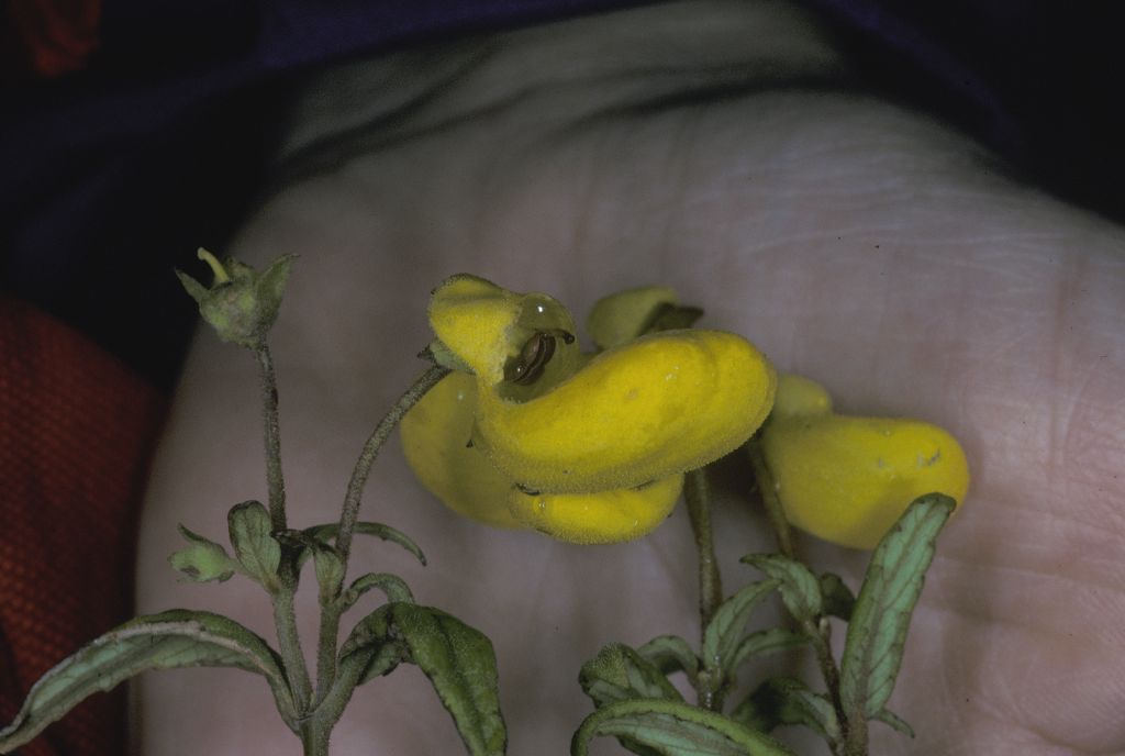 Calceolariaceae Calceolaria 
