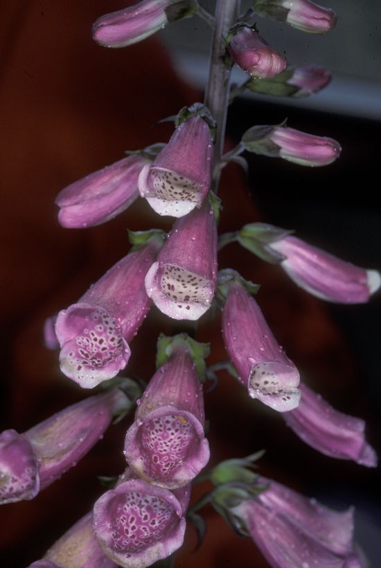 Plantaginaceae Digitalis purpurea