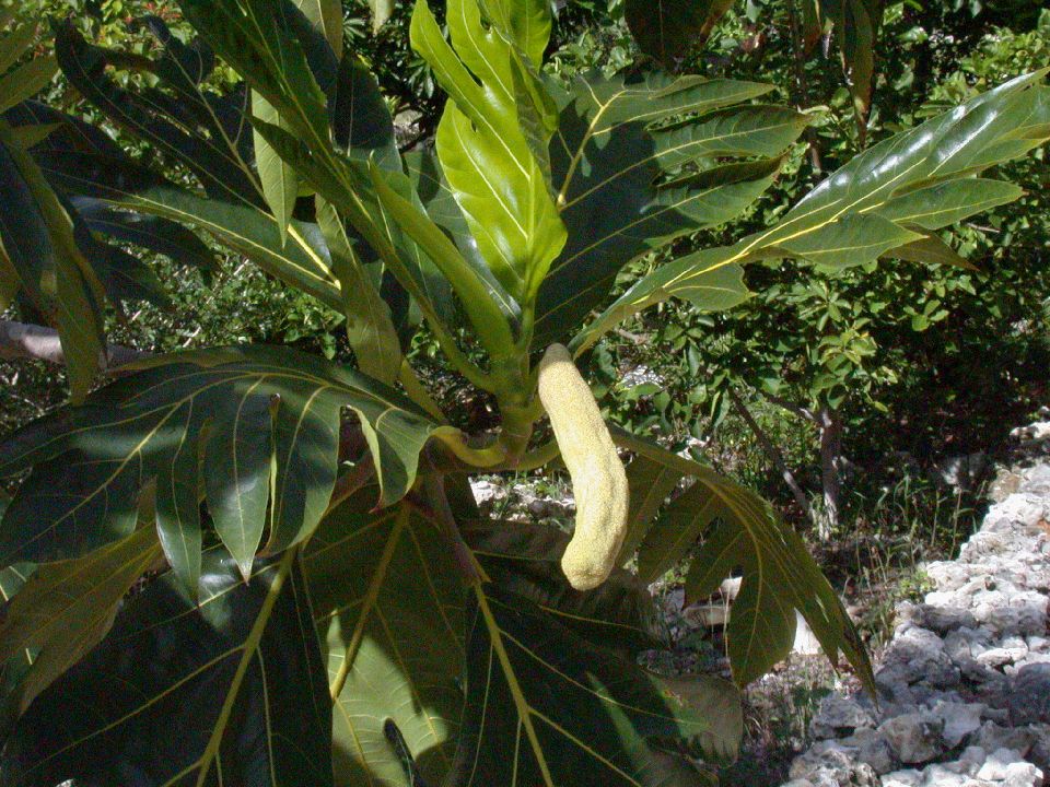 Moraceae Artocarpus 