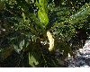 image of Artocarpus 