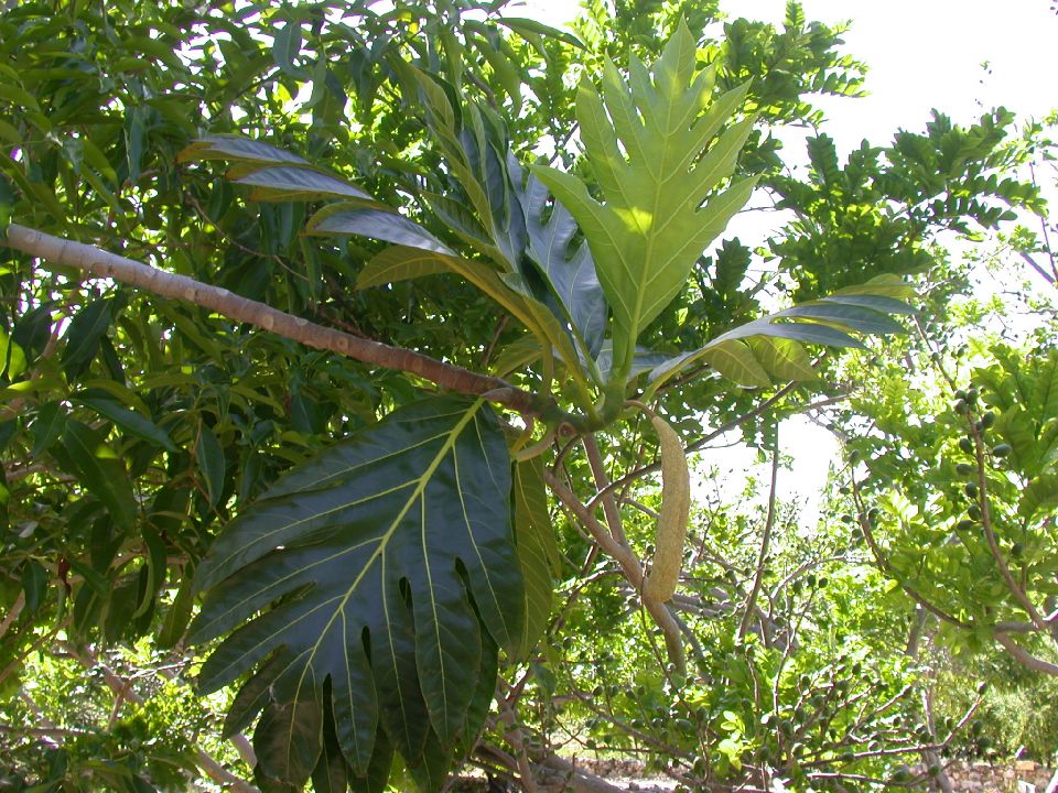 Moraceae Artocarpus 