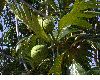 image of Artocarpus 